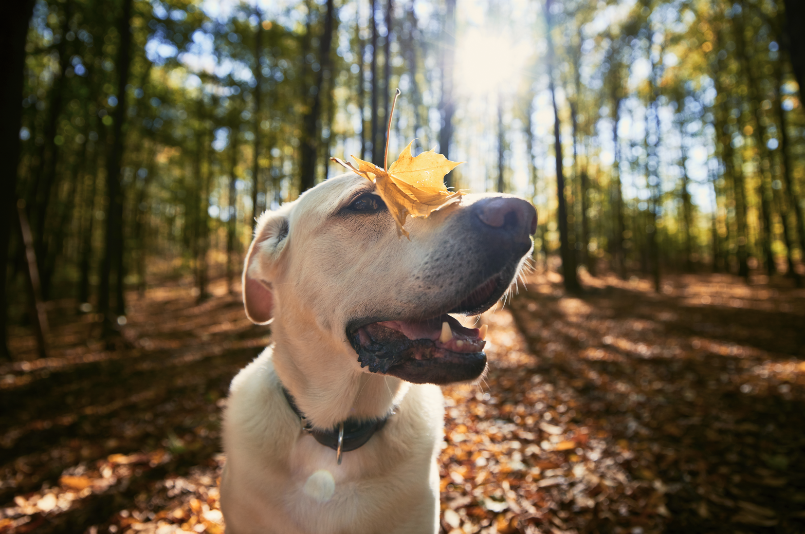 Dog during Fall Season